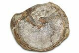 Champagne-Pink Fossil Ammonite (Hoploscaphities) - South Dakota #336266-1